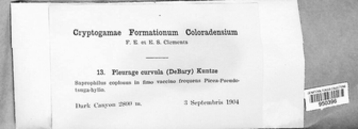 Neoschizothecium conicum image